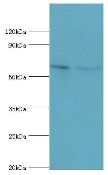 GGA2 Antibody (aa1-300)