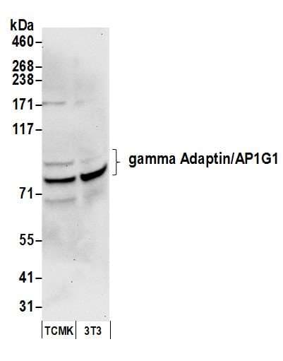 AP1G1 / Adaptin Gamma 1 Antibody (aa1-50)