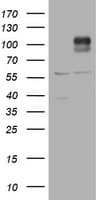 ADAMTS8 Antibody (clone OTI2A5, Carrier-free)