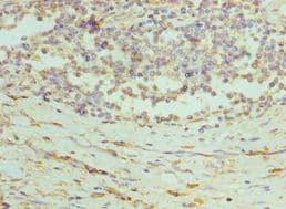 PRDX1 / Peroxiredoxin 1 Antibody (aa1-199)