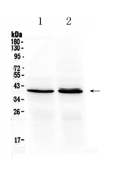 OTC Antibody