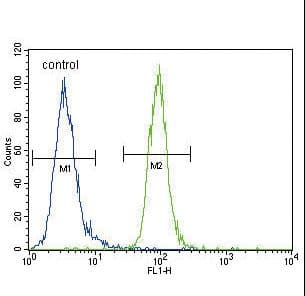 Polyclonal Rabbit anti-Human ENPP2 / Autotaxin Antibody (aa377-406, WB)