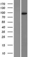 DPP6 / Dipeptidylpeptidase 6 Protein (Over-Expression Lysate Myc-DDK (Flag))