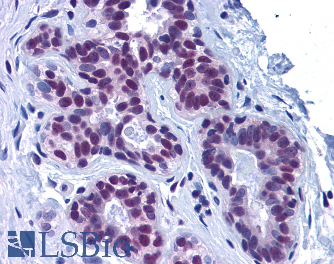 IHC-plus™ TDP-43 / TARDBP Antibody (C-Terminus)