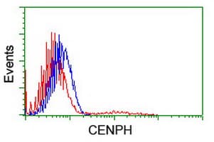 CENPH / CENP-H Antibody (clone OTI1A6)