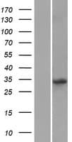 KLF14 / BTEB5 Protein (Over-Expression Lysate Myc-DDK (Flag))