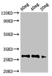 Polyclonal Rabbit anti-Artemisia vulgaris Major Pollen Allergen Art v 1 Antibody