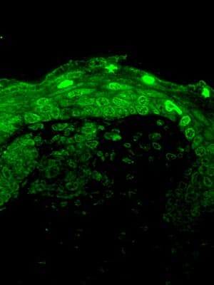 CACNA1D / Cav1.3 Antibody (aa859-875, clone S48A-9, PerCP)