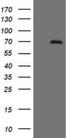 CNOT4 / CLONE243 Antibody (aa190-455, clone OTI1F10)