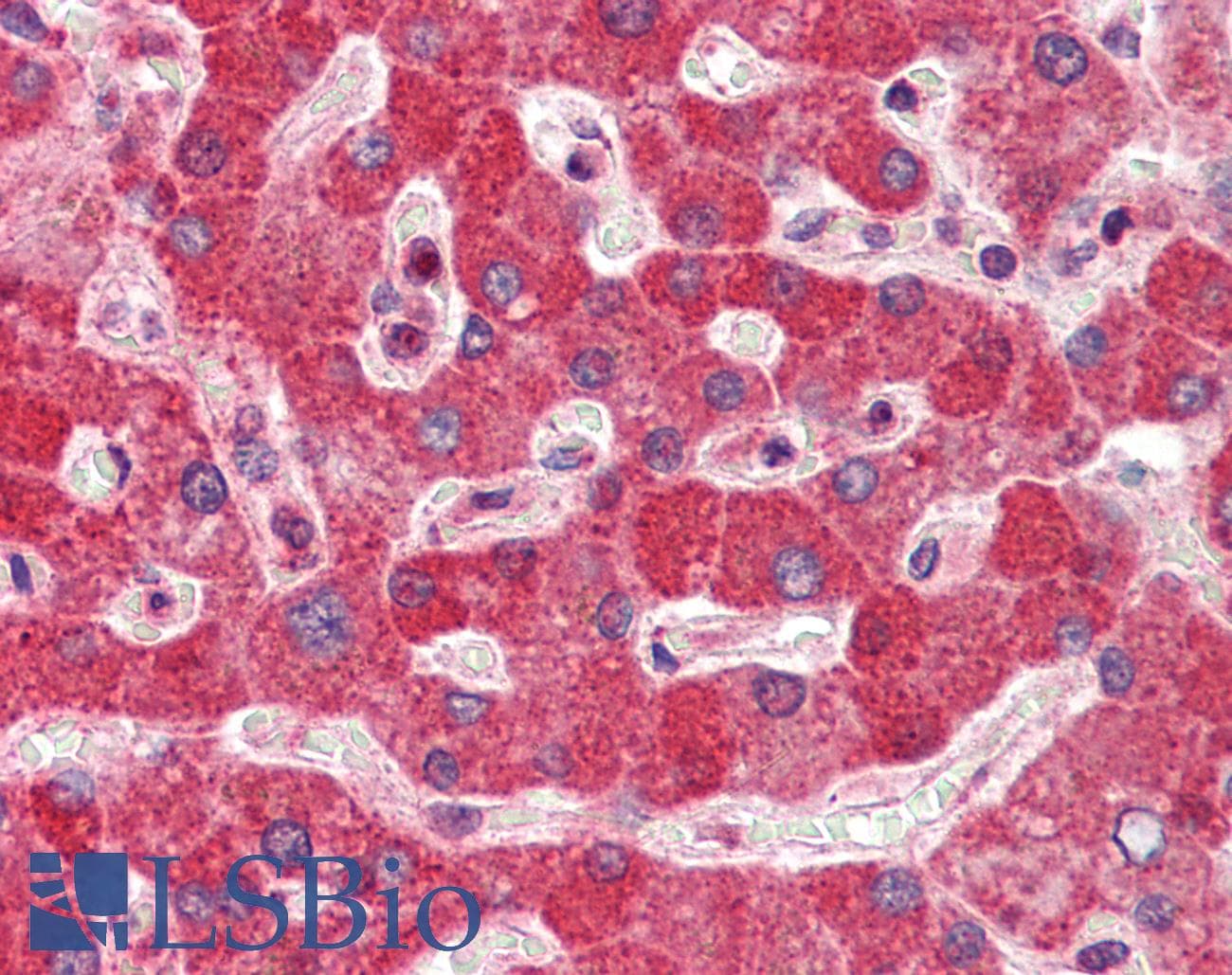 DGCR8 Antibody (aa180-229)