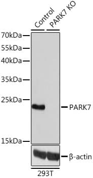 PARK7 / DJ-1 Antibody