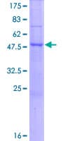 Human NAT15 Protein (Recombinant GST)