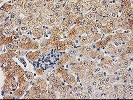 CHCHD5 Antibody (clone OTI9E6)