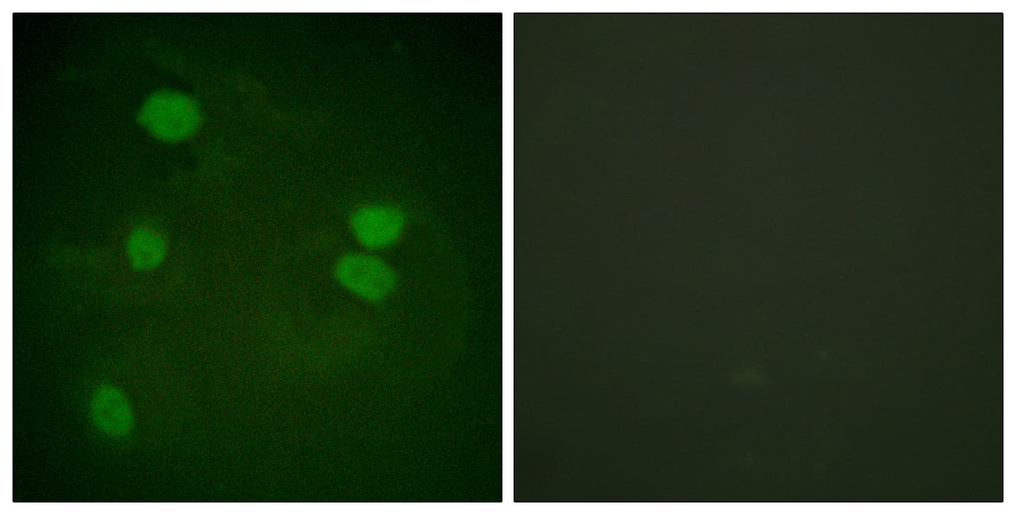 Histone H3 Antibody (aa16-65)