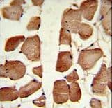 ASPA Antibody (aa82-110)