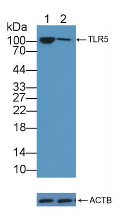 TLR5 Antibody (aa46-205)