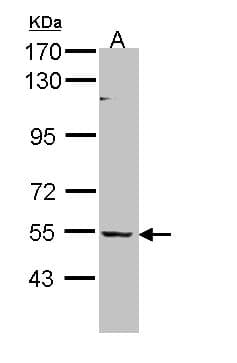 BAIAP2L1 Antibody (aa1-266)