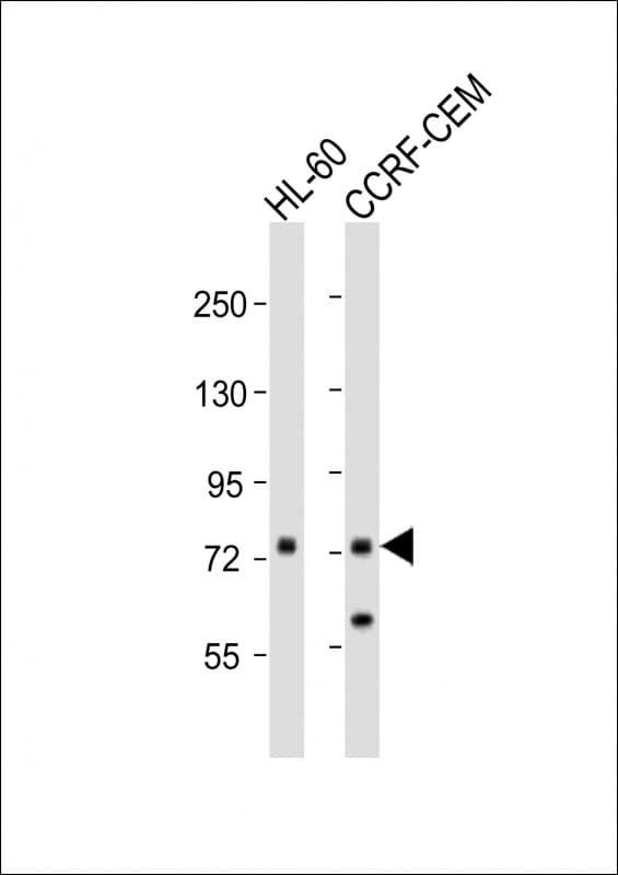 Polyclonal Rabbit anti-Human KIF22 / OBP Antibody (aa397-427, WB)