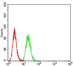CTNNB1 / Beta Catenin Antibody (clone 7C5A2)