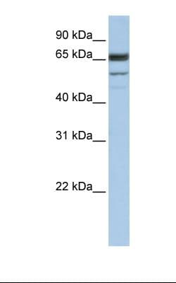 SELN / SEPN1 Antibody (C-Terminus)