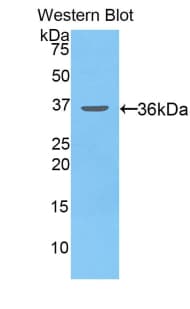 ITIH1 Antibody (aa507-819, FITC)