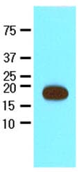 Monoclonal Mouse anti-Streptomyces avidinii Streptavidin Antibody (clone 1C2, aa25-183, WB)