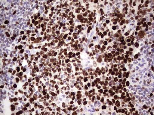 MCM2 Antibody (clone OTI1G10)