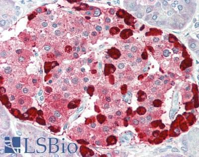 PathPlus™ GCG / Glucagon Antibody
