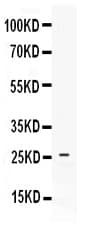 CXCL4 / PF4 Antibody