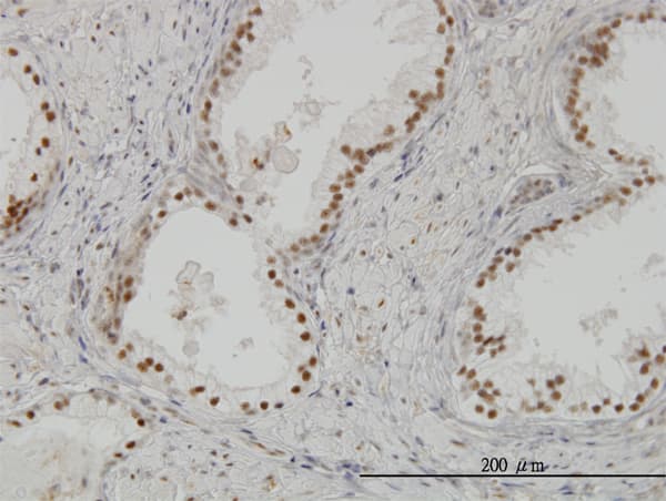 CLK3 Antibody (clone 7D6)