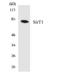 SIRT1 / Sirtuin 1 Antibody (aa41-90)