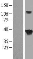 SEPT5 / Septin 5 Protein (Over-Expression Lysate Myc-DDK (Flag))