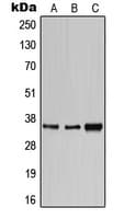 CD1E Antibody (Internal)