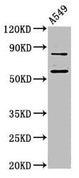 HUFI-2 / LRRFIP2 Antibody