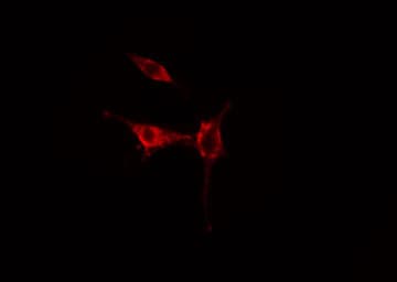 RAB37 Antibody