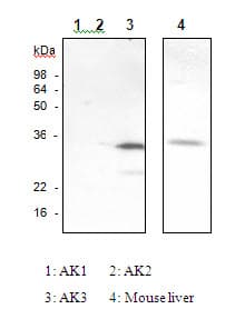 IHC-plus™ AK3 / Adenylate Kinase 3 Antibody (clone SJB3-36)