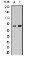 HDC / Histidine Decarboxylase Antibody