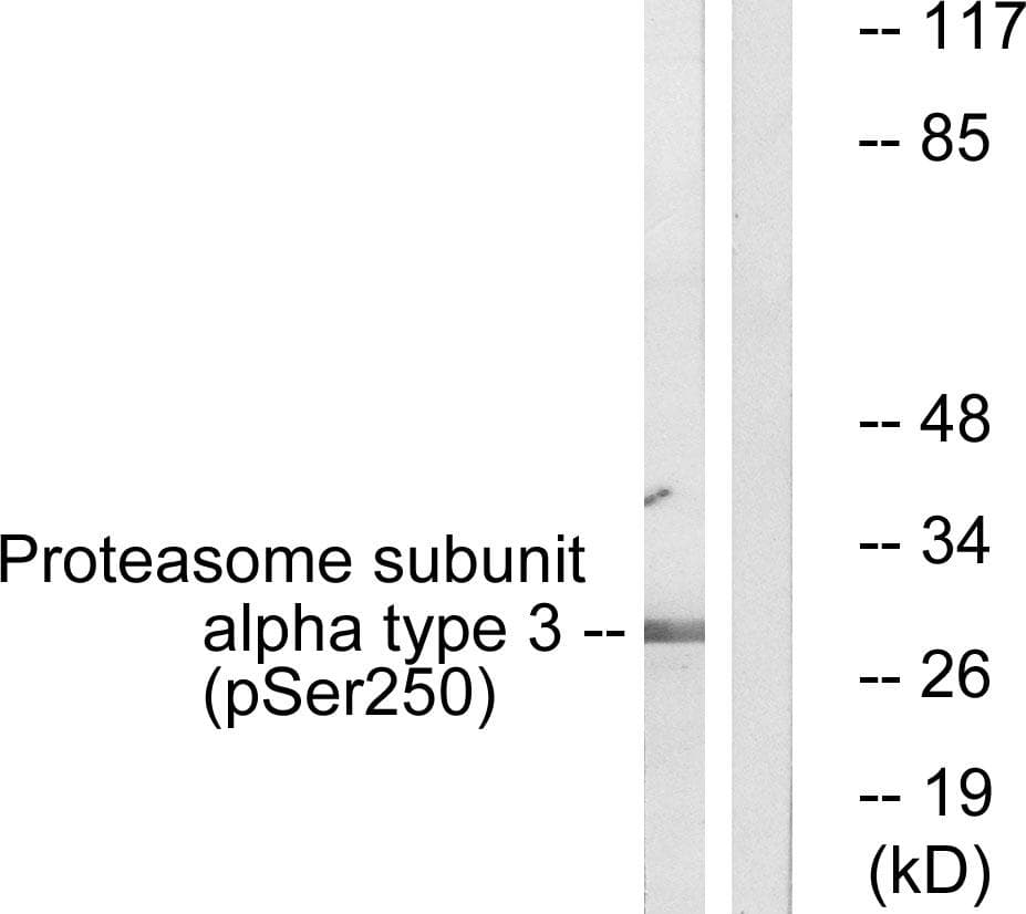 PSMA3 Antibody (phospho-Ser250)