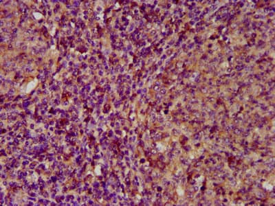 ECM1 Antibody