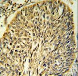 FKBP9 Antibody (aa541-570)