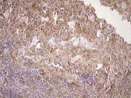 MALT1 Antibody (clone OTI3E10)