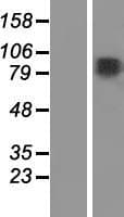 MAP7 Protein (Over-Expression Lysate Myc-DDK (Flag))