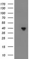 DNAJB1 / Hsp40 Antibody (clone OTI1H8, Carrier-free)
