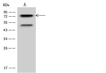PRKCD / PKC-Delta Antibody