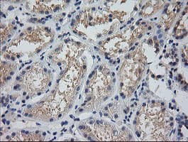 MDM4 / MDMX Antibody (clone OTI2E11, Carrier-free)