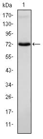 ITK / EMT Antibody (aa2-120, clone 5G6)