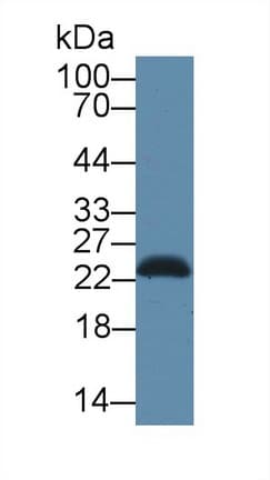 SDF2L1 Antibody (APC)