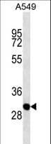 Monoclonal Mouse anti-Human CTG-B45d / THAP11 Antibody (aa165-193, WB)