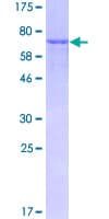 Human Alpha Fucosidase / FUCA1 Protein (Recombinant GST)
