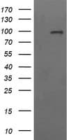 CD22 Antibody (clone OTI1F2, Carrier-free)
